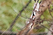 Golden Orb-Weaver (Nephila edulis) (Nephila edulis)